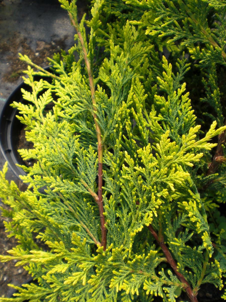 Cupressus × leylandii 