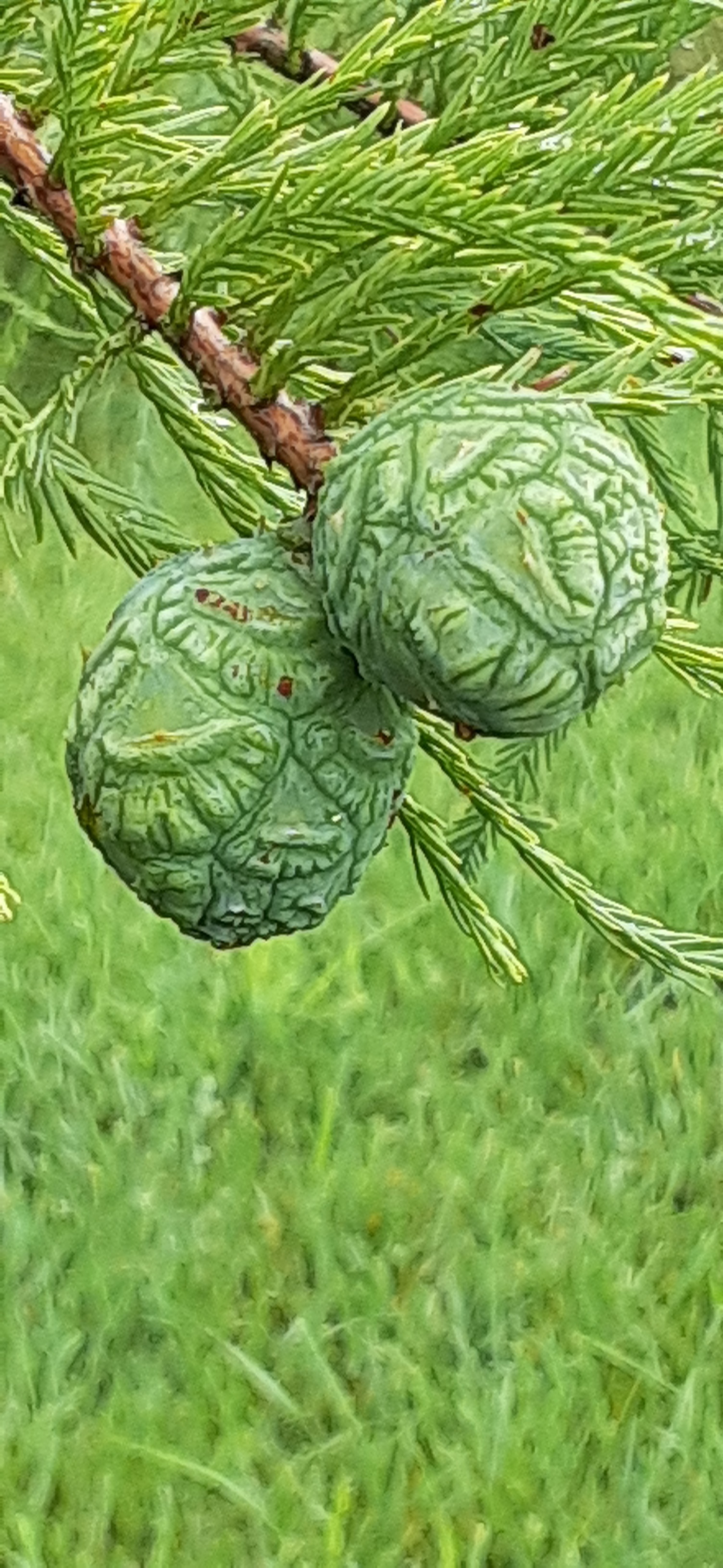 Taxodium distichum 
