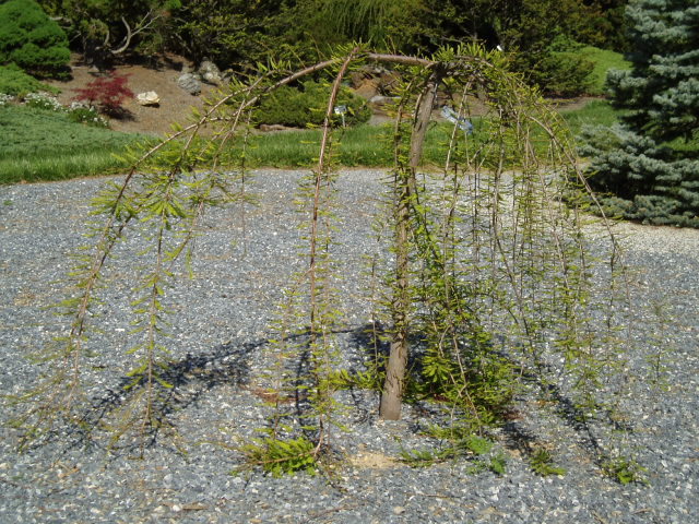 Taxodium distichum 