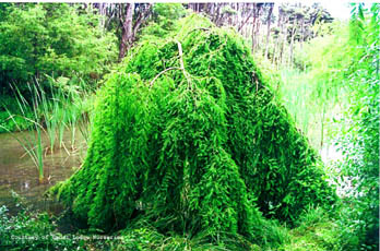 Taxodium distichum 