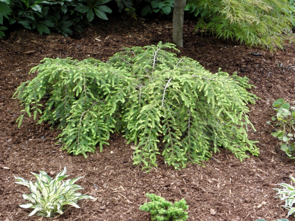 Tsuga canadensis 