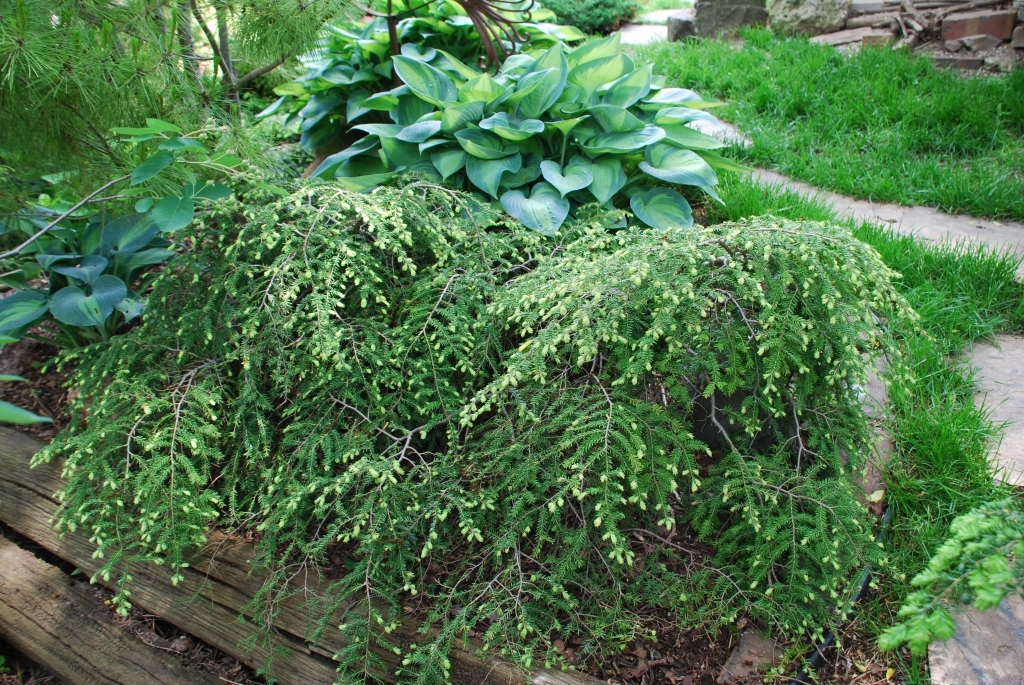 Tsuga canadensis 