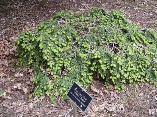 Tsuga canadensis 