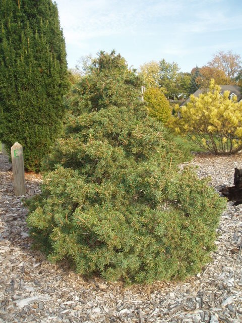 Picea abies 