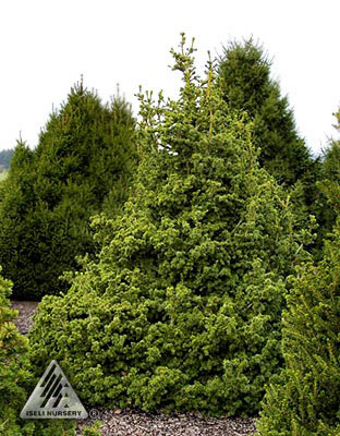 Picea abies 