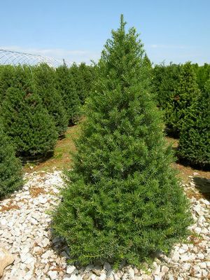 Taxus cuspidata 