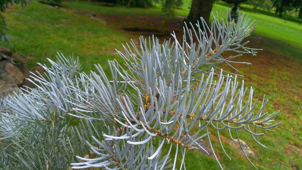 Abies concolor 