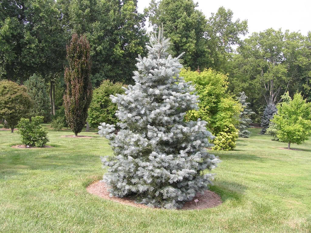 Abies concolor 