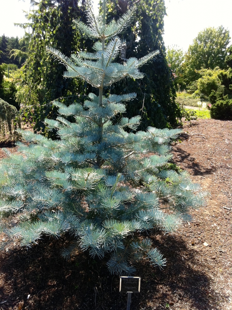Abies concolor 