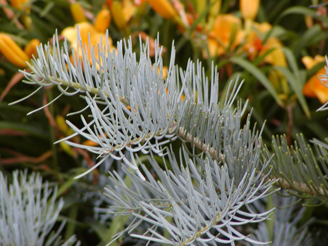 Abies concolor 