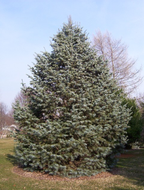 Abies concolor 