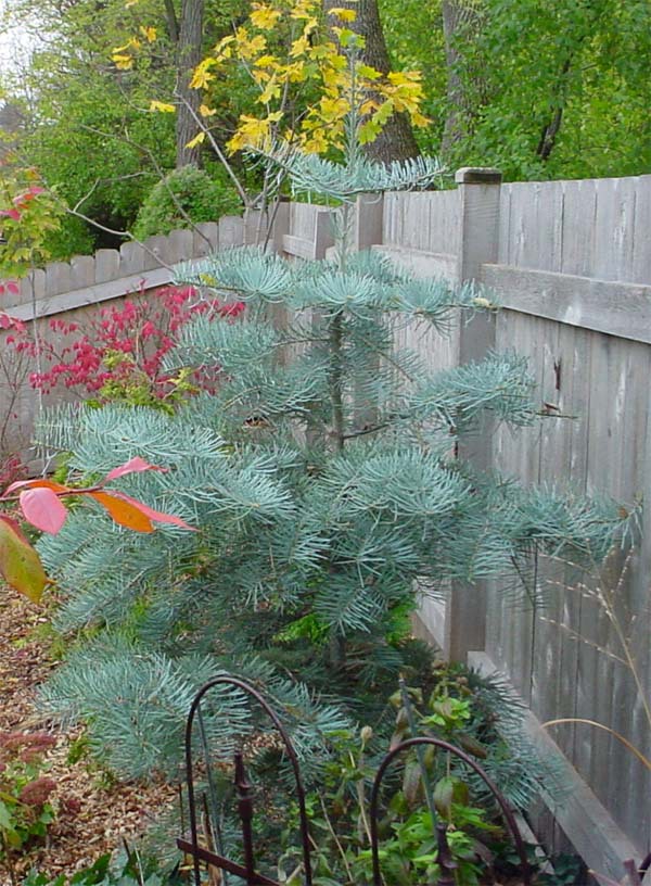Abies concolor 