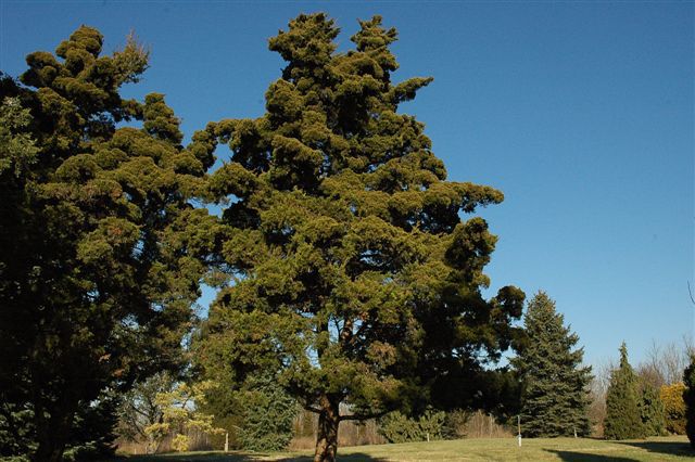 Juniperus virginiana 