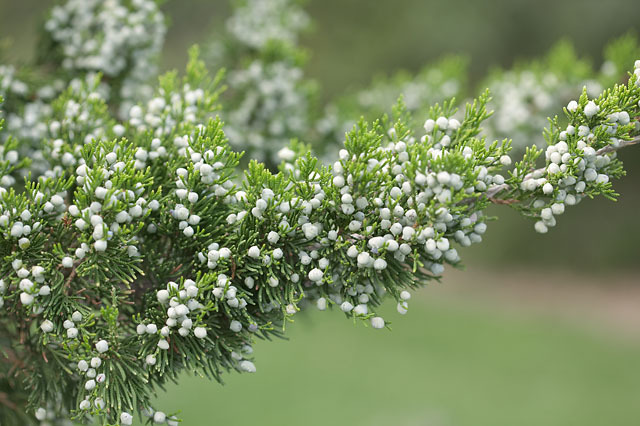 Juniperus virginiana 
