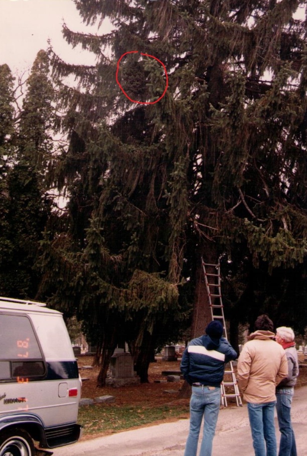 Picea abies 