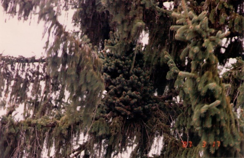 Picea abies 