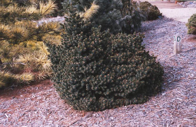 Picea abies 