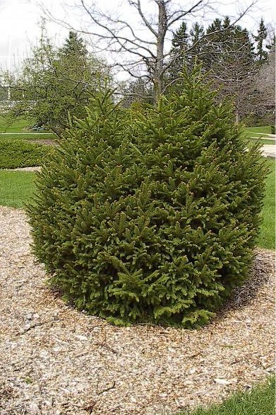 Picea abies 