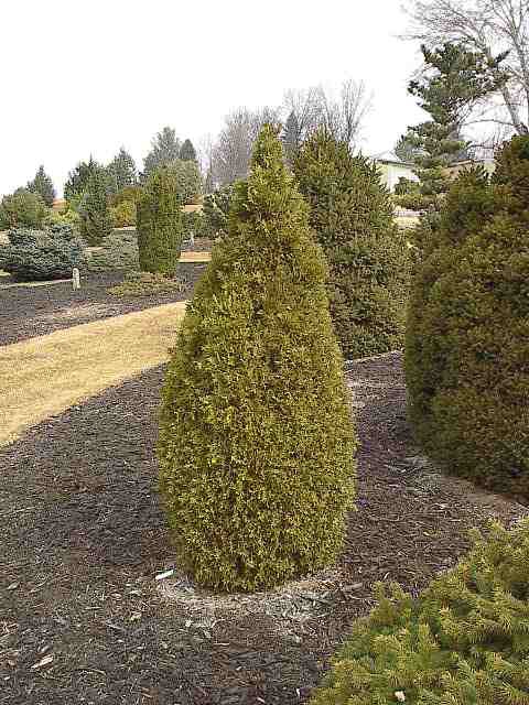 Thuja occidentalis 