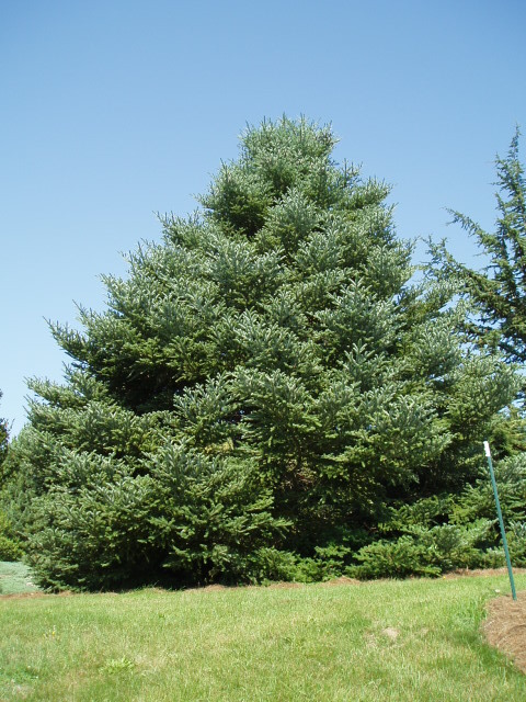 Tsuga canadensis 