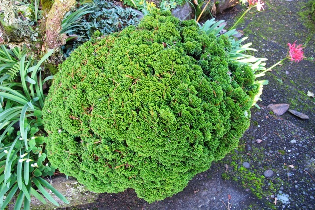 Chamaecyparis obtusa 