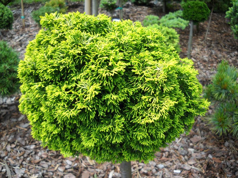 Chamaecyparis obtusa 