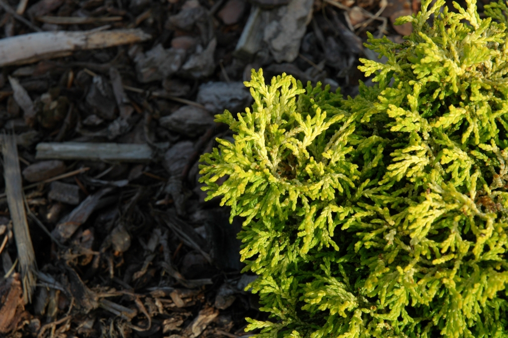 Chamaecyparis obtusa 