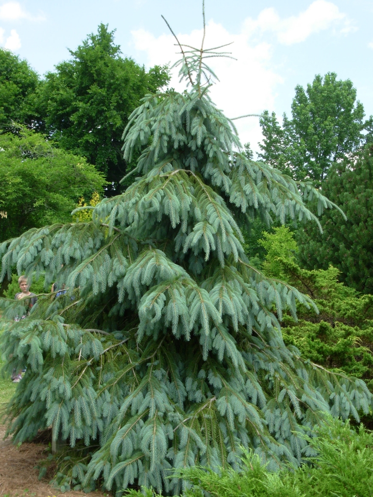 Picea engelmannii 