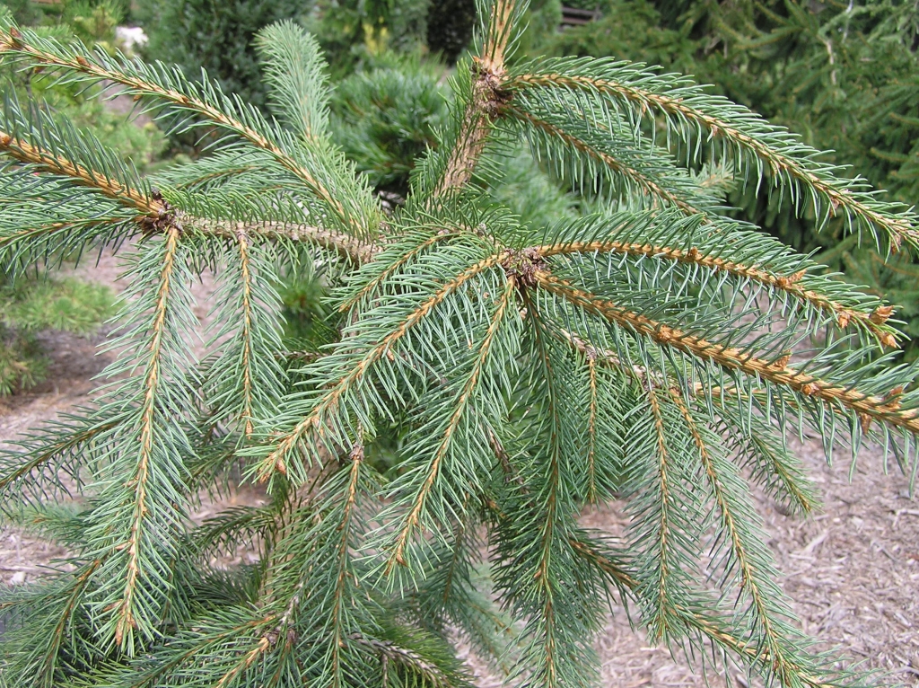 Picea engelmannii 