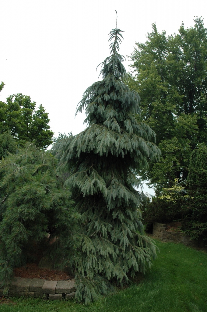Picea engelmannii 