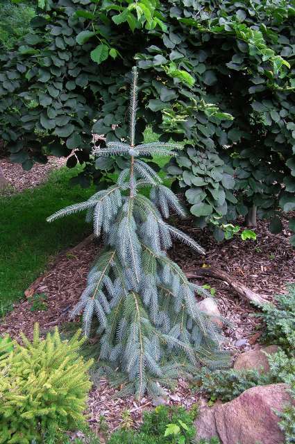 Picea engelmannii 
