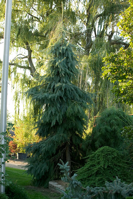 Picea engelmannii 