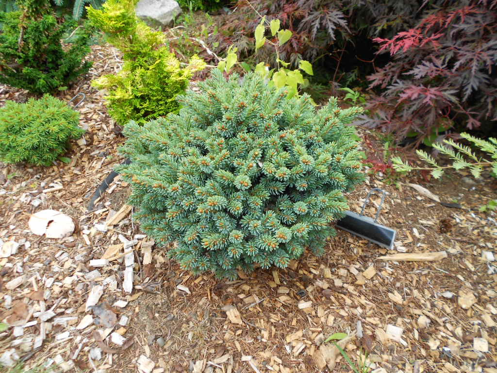 Picea glauca 