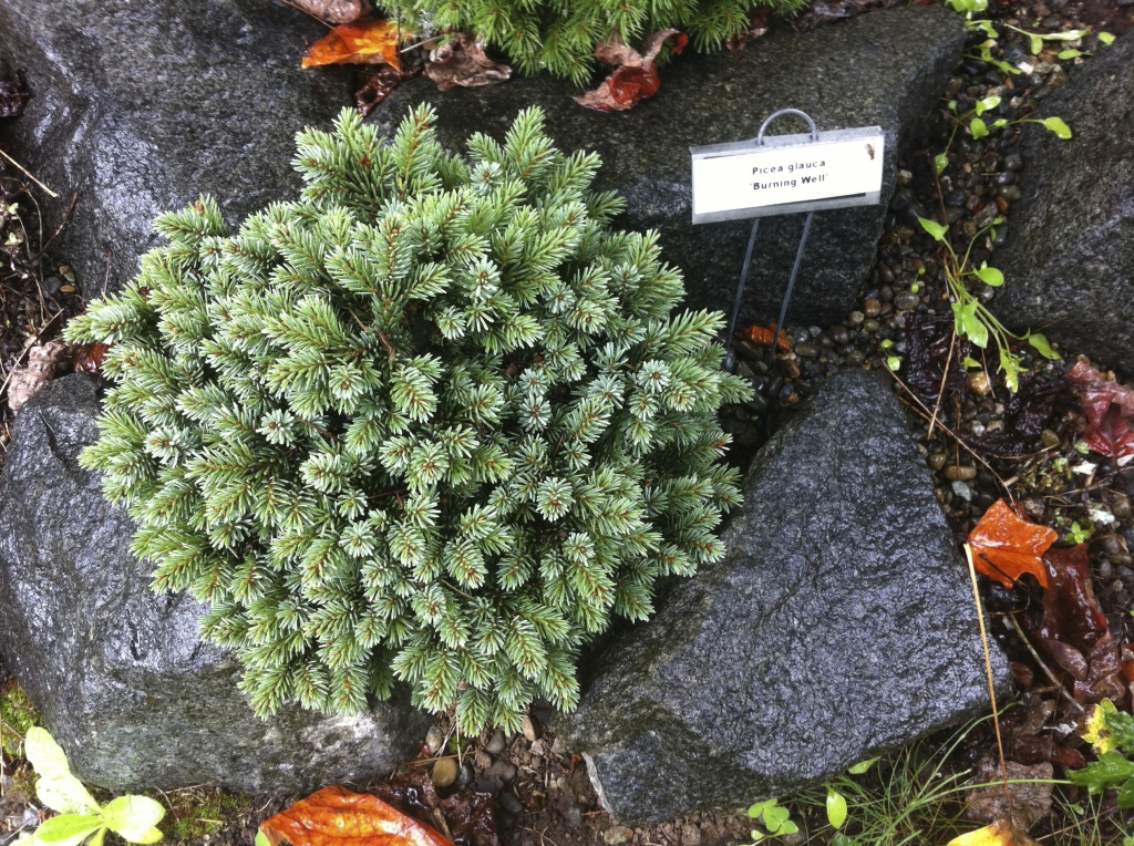 Picea glauca 
