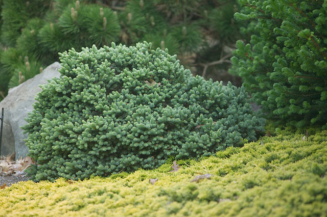 Picea glauca 