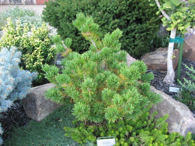 Pinus parviflora 