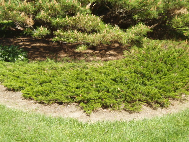 Juniperus sabina 