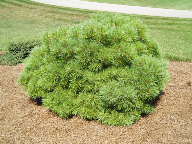 Pinus strobus 