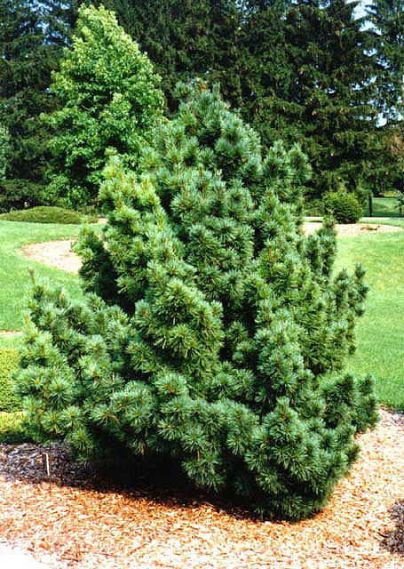 Pinus strobus 