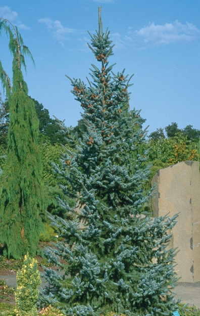 Picea omorika 