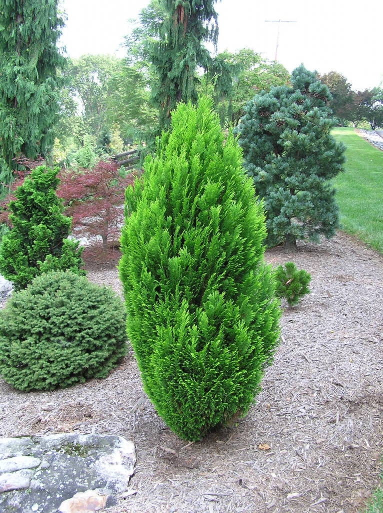 Chamaecyparis lawsoniana 