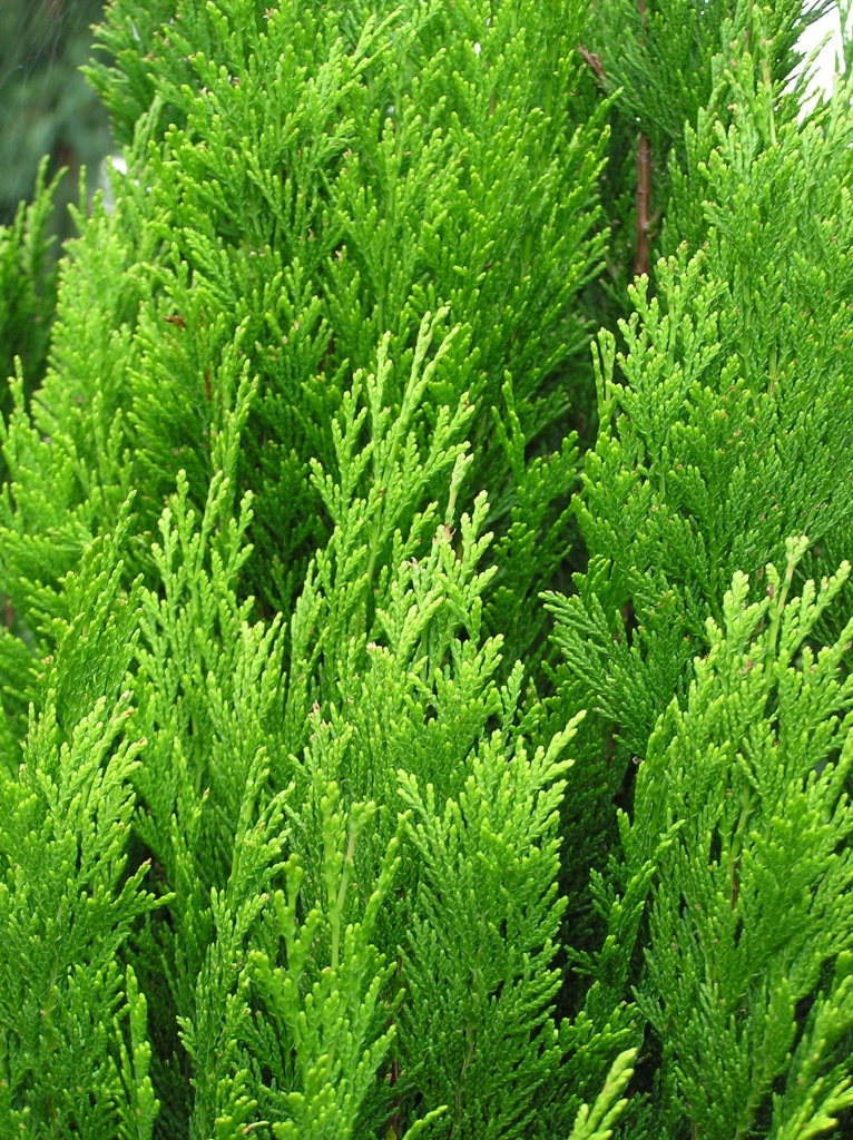 Chamaecyparis lawsoniana 