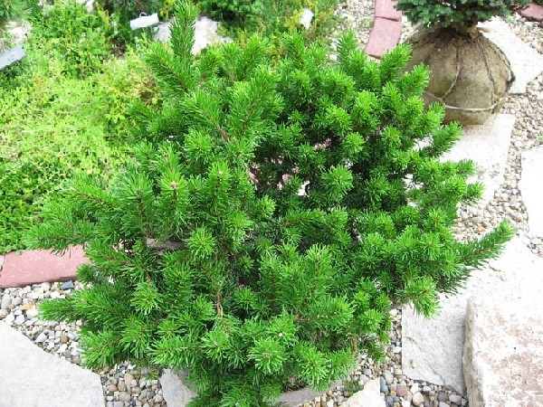 Pinus banksiana 