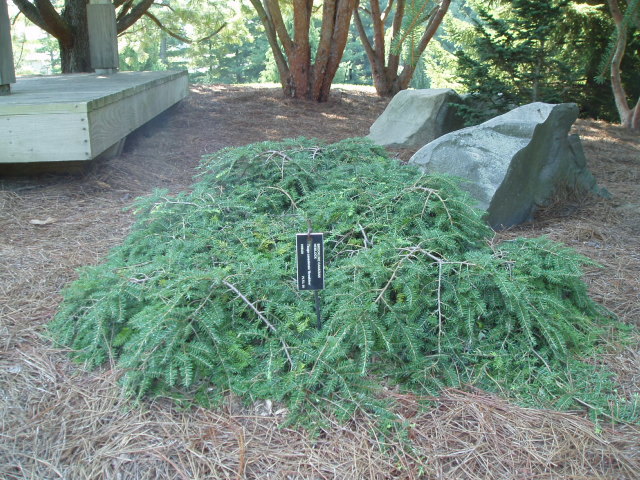 Tsuga canadensis 