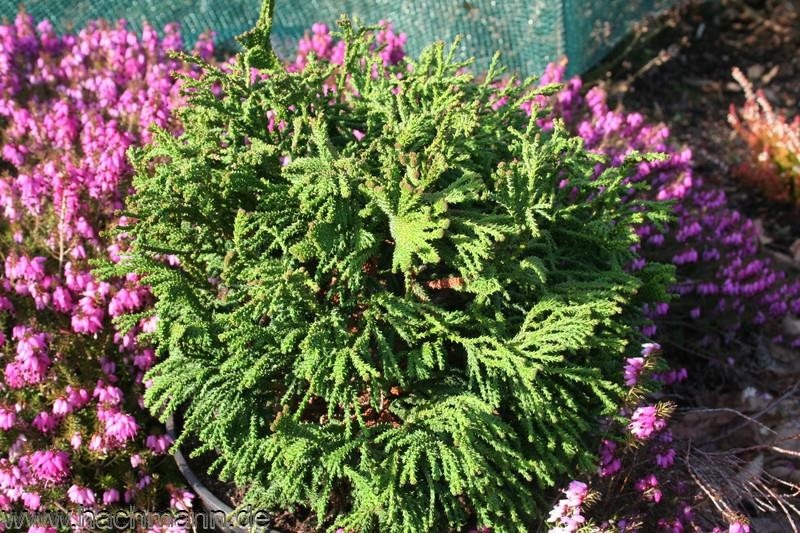 Chamaecyparis obtusa 