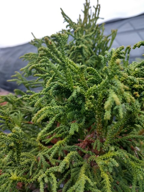 Chamaecyparis obtusa 