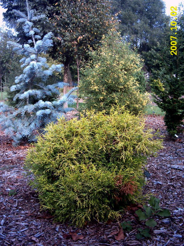 Chamaecyparis pisifera 