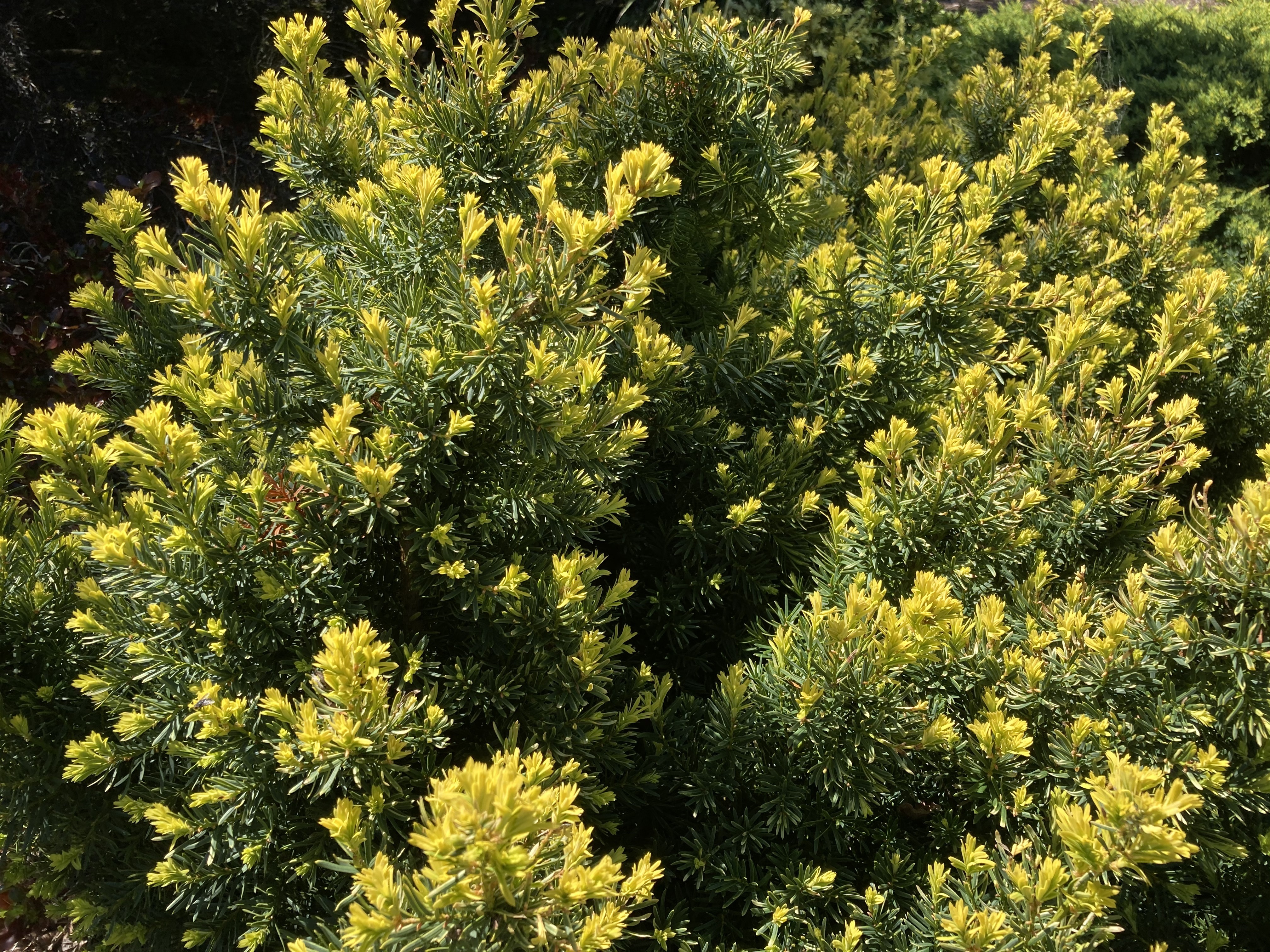 Taxus cuspidata 