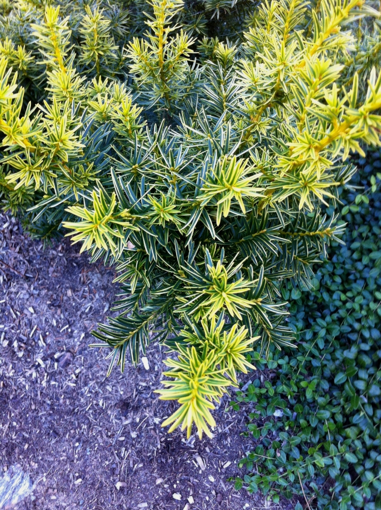 Taxus cuspidata 
