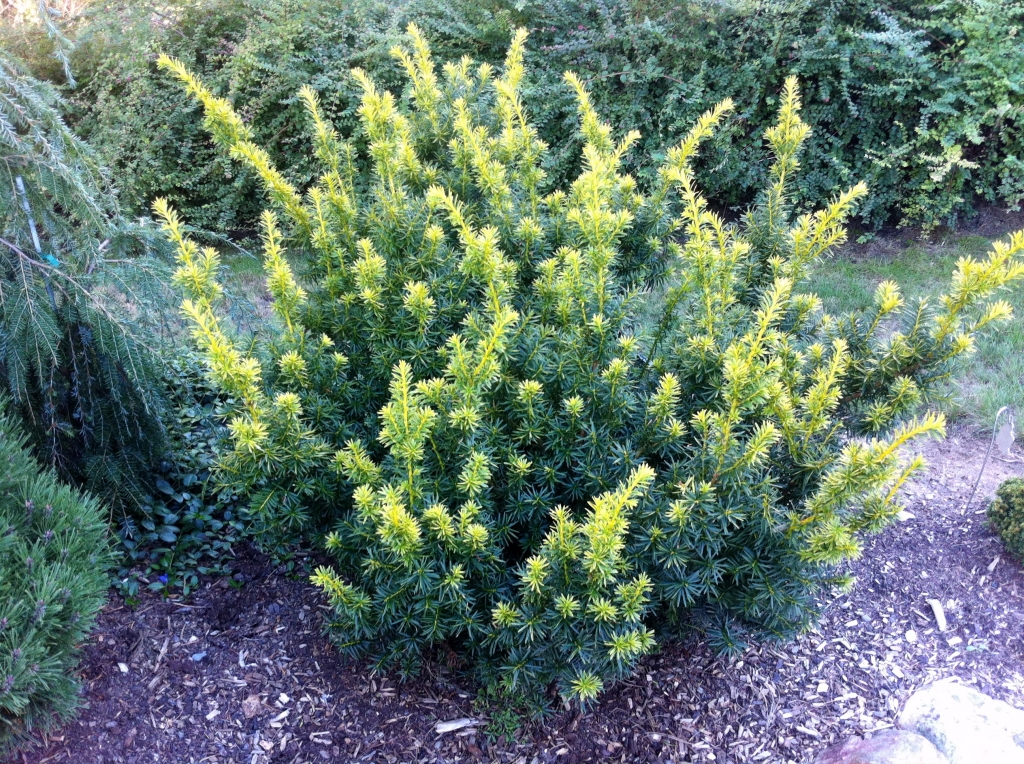 Taxus cuspidata 